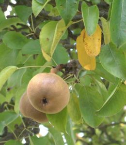 cider recipe pears